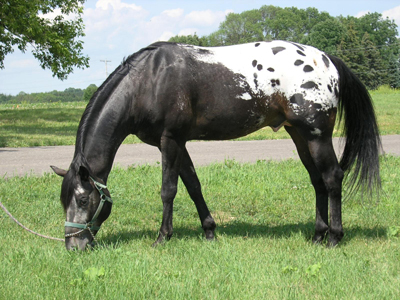 Zip Me Impressive - Appaloosa - Stallion